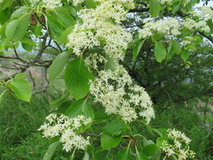 Cornus controversa