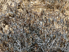Porophyllum maritimum