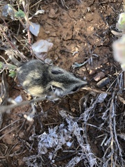 Sminthopsis macroura