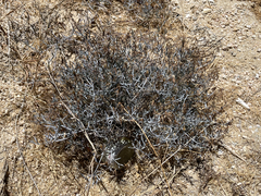 Porophyllum maritimum