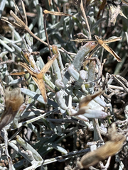 Porophyllum maritimum