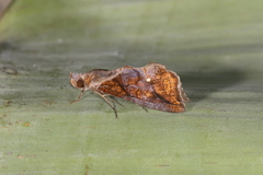 Plusiodonta incitans