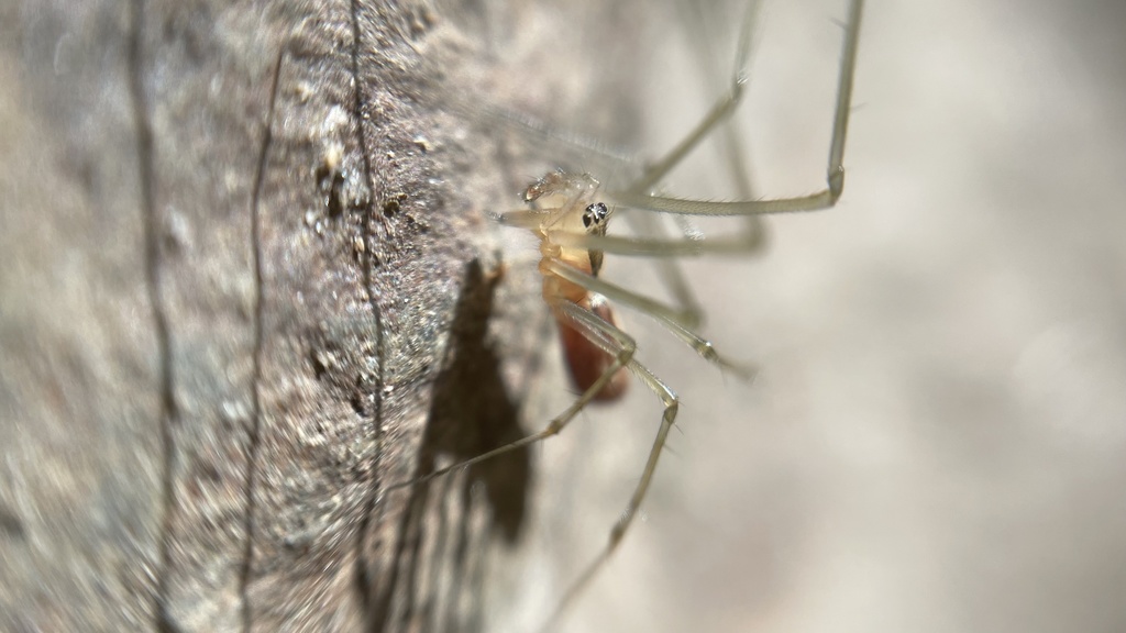 Turinyphia yunohamensis