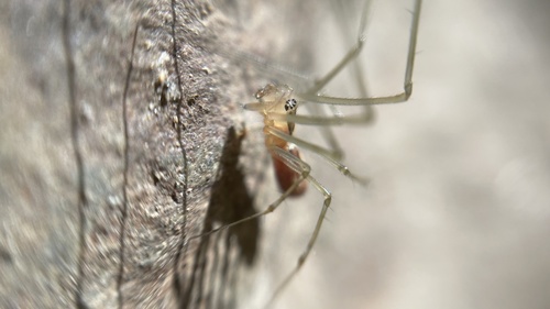 Turinyphia yunohamensis · iNaturalist