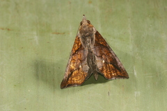 Plusiodonta incitans