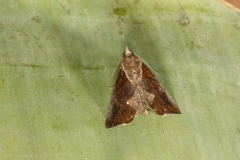 Plusiodonta incitans