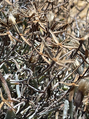 Porophyllum maritimum