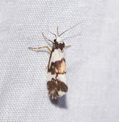 Philenora irregularis