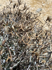 Porophyllum maritimum