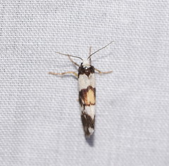 Philenora irregularis