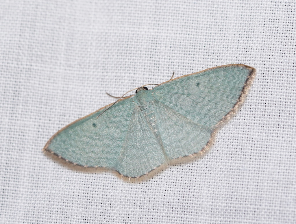 Poecilasthena balioloma