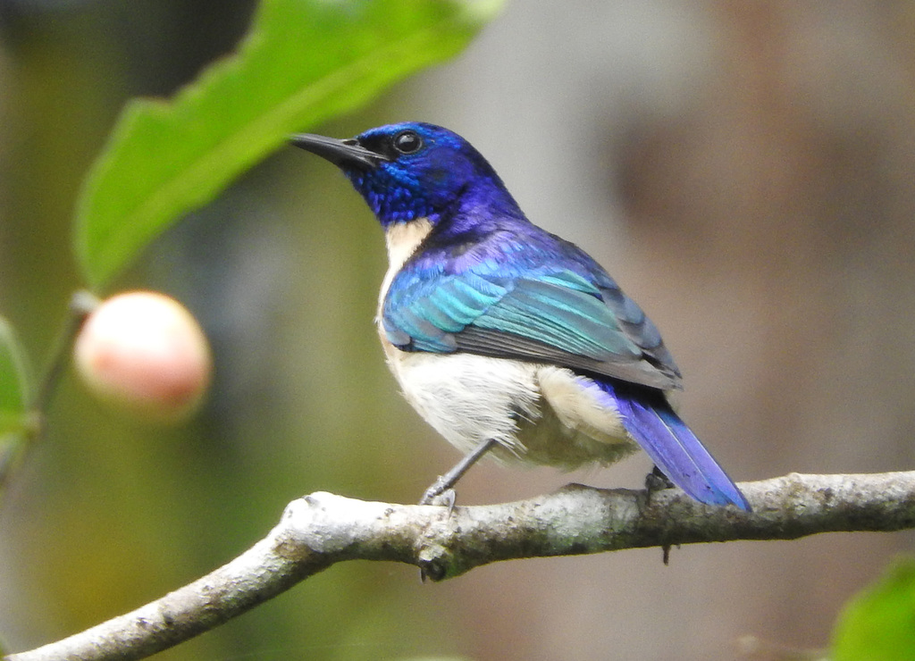 Violet-tailed Sunbird photo
