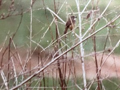 Prinia subflava