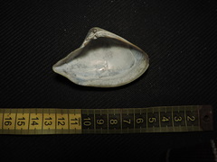 Crassula aequilatera