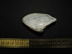 Crassula aequilatera