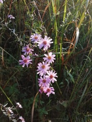 Athrixia phylicoides