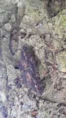 Anisoneura