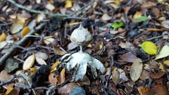 Geastrum pectinatum