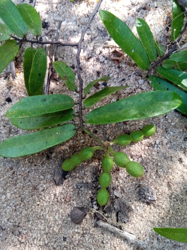 Monanthotaxis boivinii