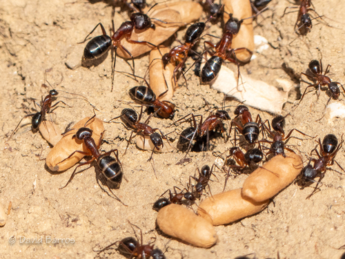 (c) David Barros Cardona, some rights reserved (CC BY-NC), uploaded by David Barros Cardona