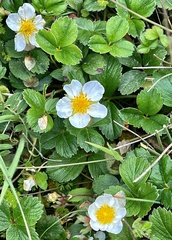 Fragaria chiloensis pacifica