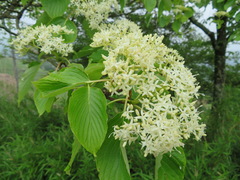 Cornus controversa