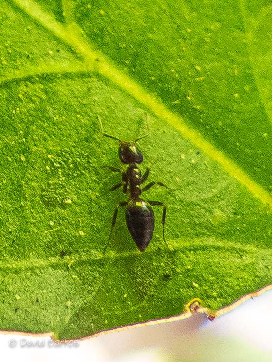Technomyrmex vexatus
