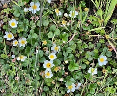 Fragaria chiloensis pacifica