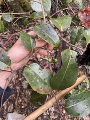 Xylosma hawaiensis