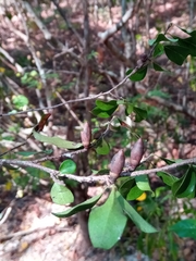 Diospyros tropophylla image