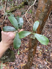 Kadua