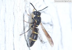 Allodynerus mandschuricus