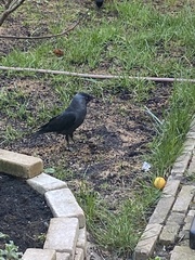 Corvus monedula
