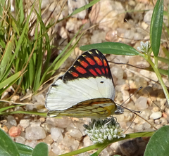 Colotis celimene pholoe
