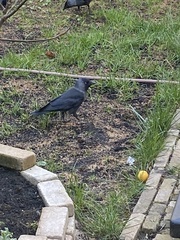 Corvus monedula