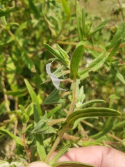 Trichodesma indicum