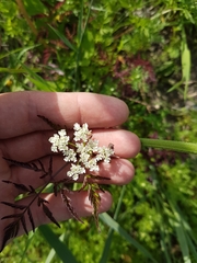Apiaceae