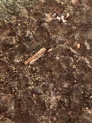 Helcystogramma phryganitis