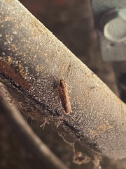 Helcystogramma phryganitis