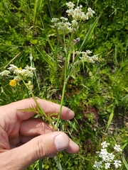 Apiaceae