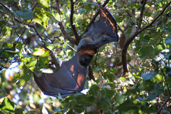 Pteropus poliocephalus