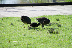 Gallinula tenebrosa