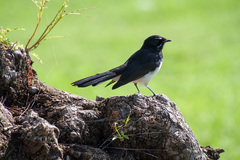 Rhipidura leucophrys