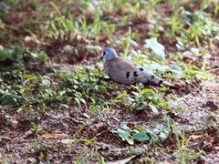 Turtur abyssinicus