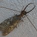 Eastern Dobsonfly - Photo (c) Vilseskogen, some rights reserved (CC BY-NC)