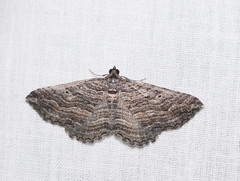 Chrysolarentia severata