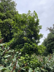 Corynocarpus laevigatus