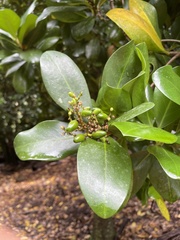 Corynocarpus laevigatus