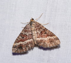 Chrysolarentia vicissata