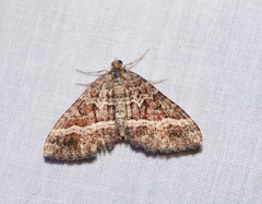 Chrysolarentia vicissata
